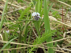Myosotis imitata