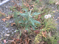Senecio glomeratus