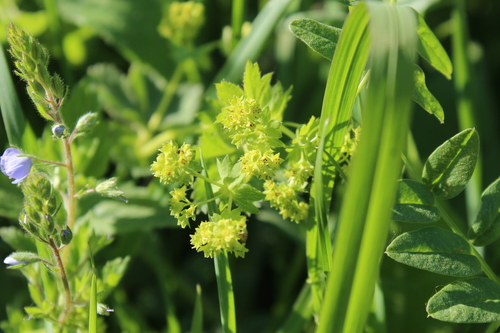 Broadtooth lady's mantle (Alchemilla subcrenata)