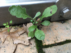 Senecio glomeratus