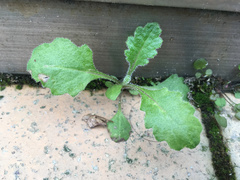 Senecio glomeratus
