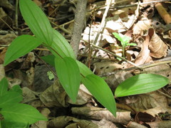 Polygonatum humile