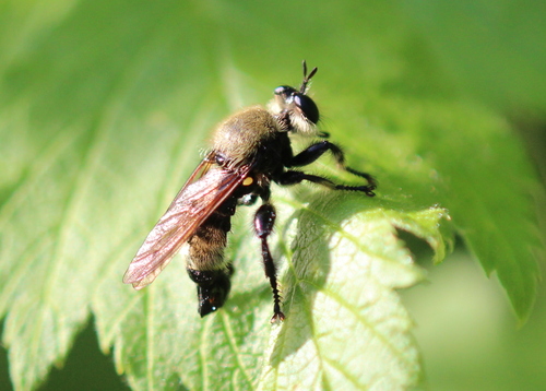 Boreal Laphria photo 5