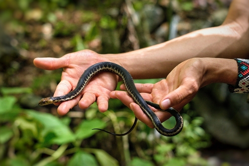 Goldenhead Garter Snake, Thamnophis chrysocephalus