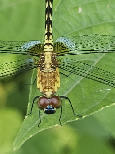 Erythrodiplax basalis
