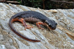 Atif's Salamander photo 5