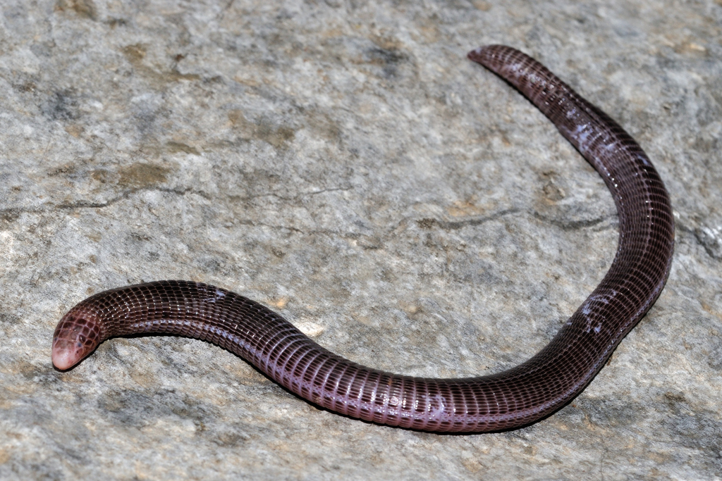Cilician Worm Lizard