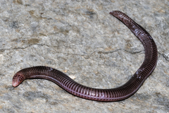 Cilician Worm Lizard photo 1