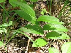 Polygonatum humile
