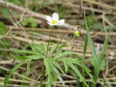 Anemonoides caerulea
