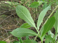 Salix gracilistyla