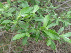 Salix gracilistyla