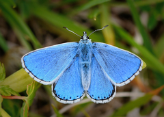 Polyommatus bellargus