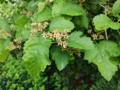 Crataegus sanguinea