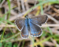 Polyommatus bellargus