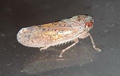Tartessini