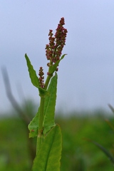 Rumex lapponicus