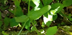 Valerianella umbilicata