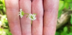 Valerianella umbilicata