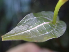 Disperis tripetaloides image