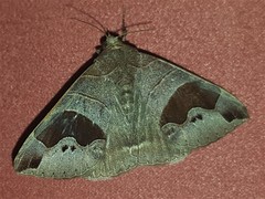 Bastilla solomonensis