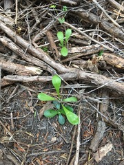 Lobelia anceps