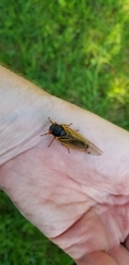 Magicicada cassinii