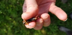Magicicada cassinii