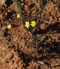 Oxalis pes-caprae sericea