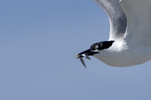 Charrán patinegro (Thalasseus sandvicensis)