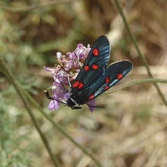 Zygaena lavandulae