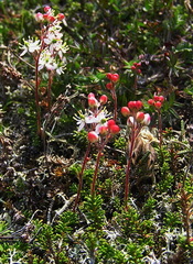 Bryanthus gmelinii