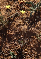 Oxalis pes-caprae sericea