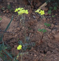 Oxalis pes-caprae sericea