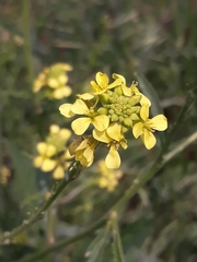 Brassicaceae