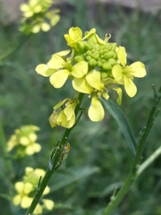 Brassicaceae