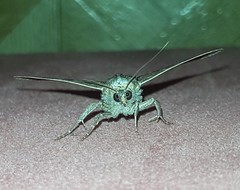 Bastilla solomonensis