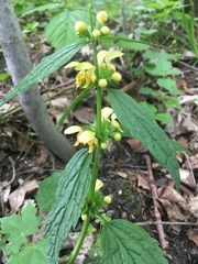 Lamium galeobdolon montanum