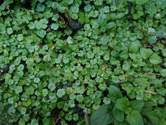 Hydrocotyle microphylla