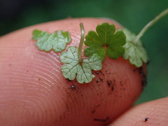 Hydrocotyle microphylla