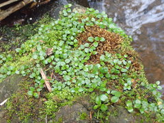 Epilobium nerteroides