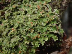 Pseudocyphellaria episticta