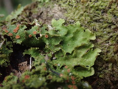Pseudocyphellaria episticta