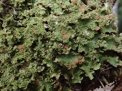 Pseudocyphellaria episticta
