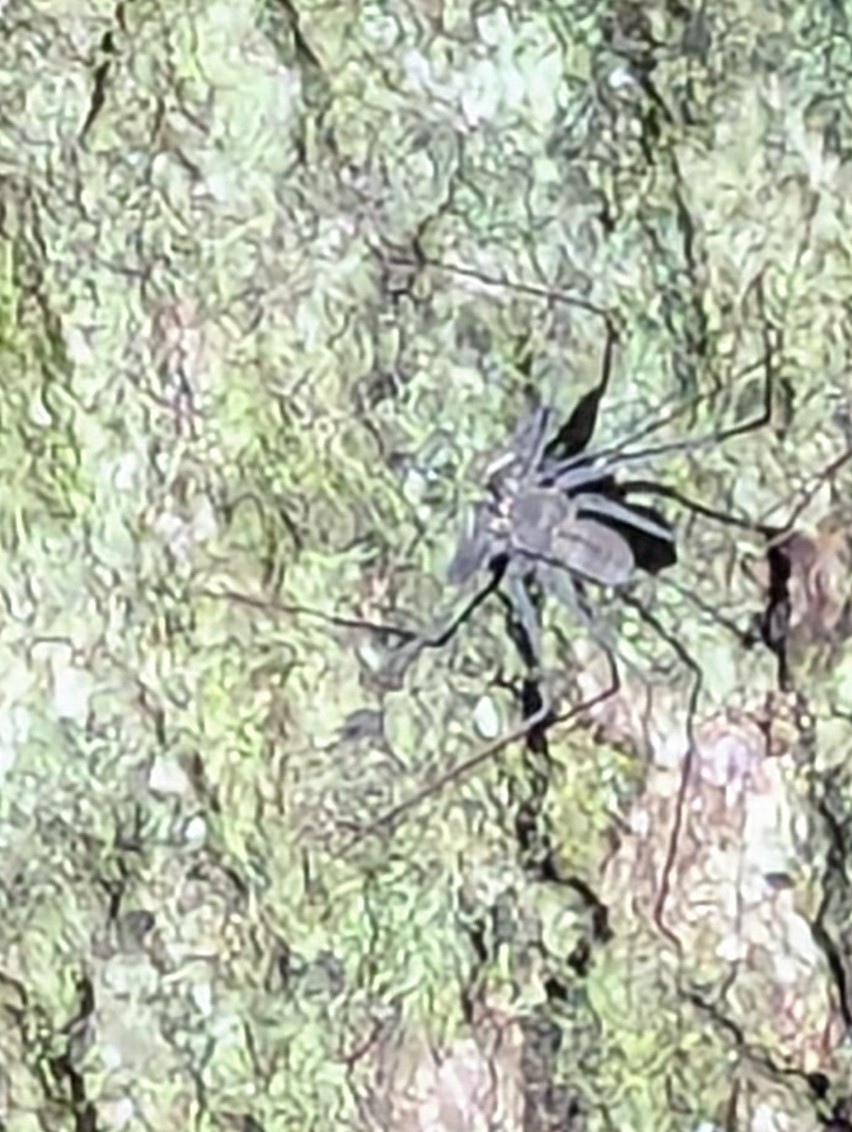 Heterophrynus batesii (Butler, 1873)