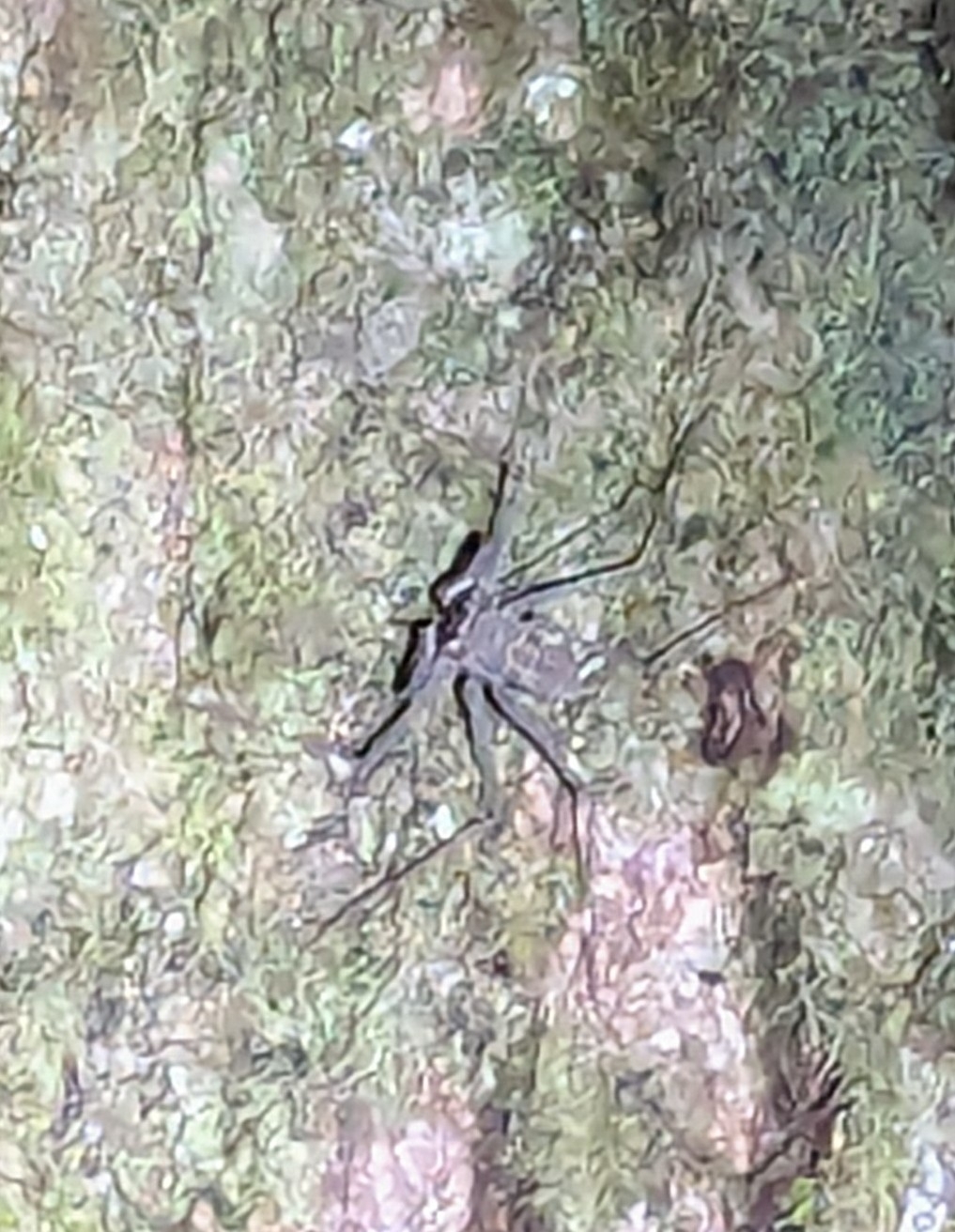 Heterophrynus batesii (Butler, 1873)
