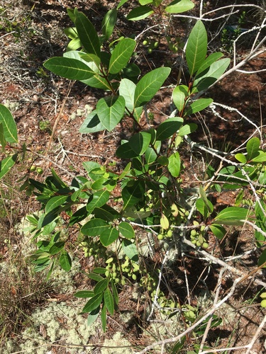 Pygmy fringetree (Chionanthus pygmaeus)