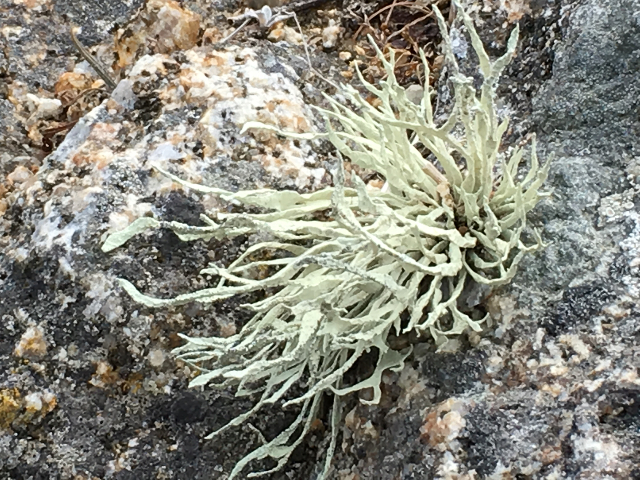 Ramalinaceae image