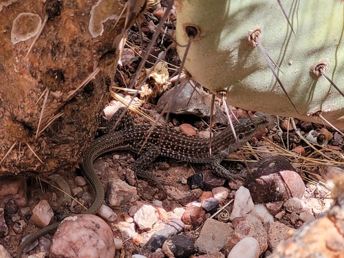 Chihuahuan Spotted Whiptail