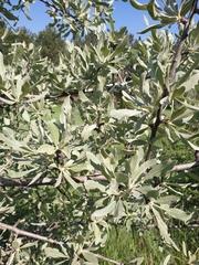 Pyrus elaeagrifolia